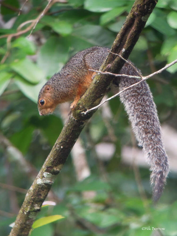 Image of Zanj Sun Squirrel