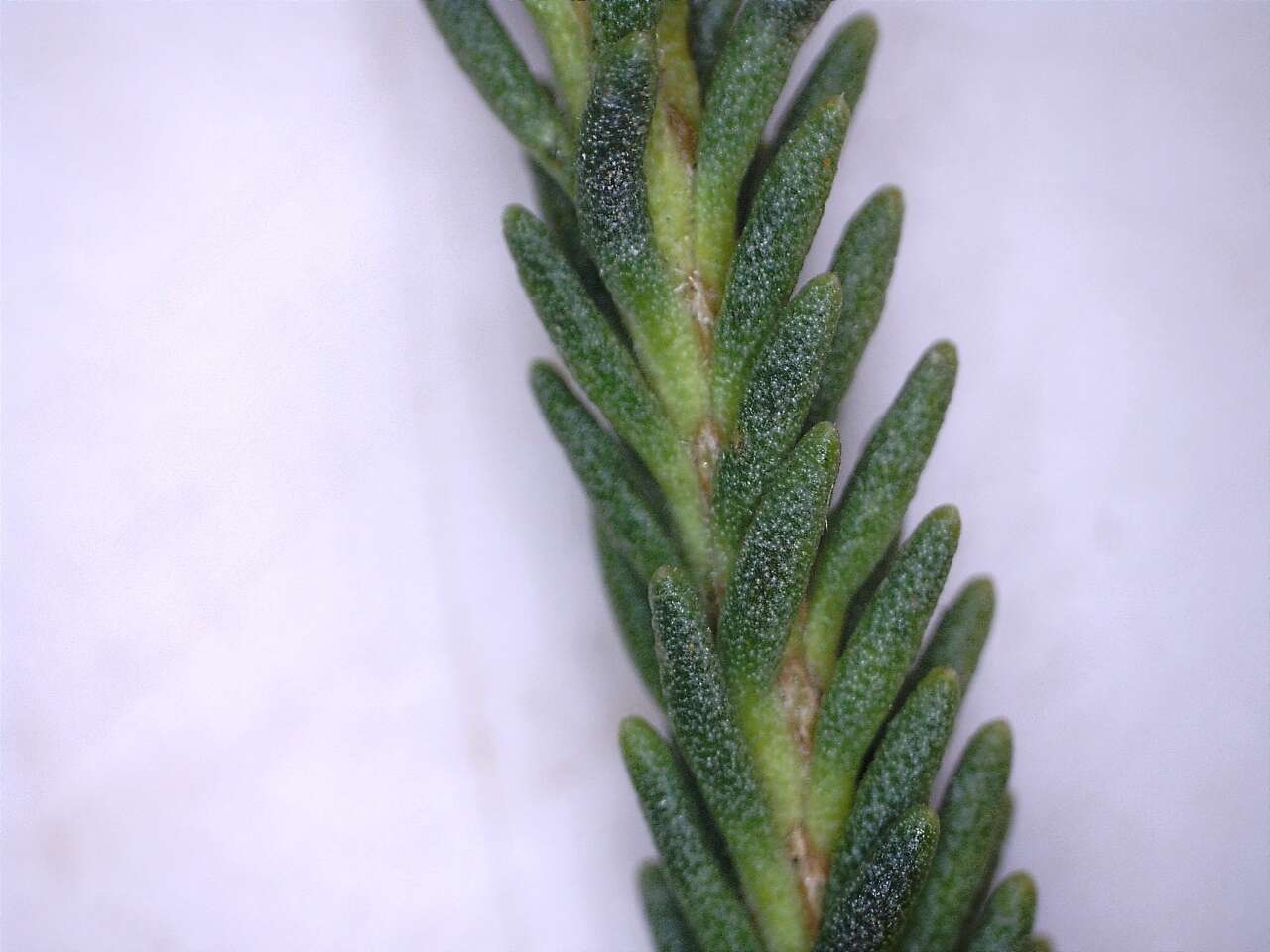 Image of Selago diffusa Thunb.