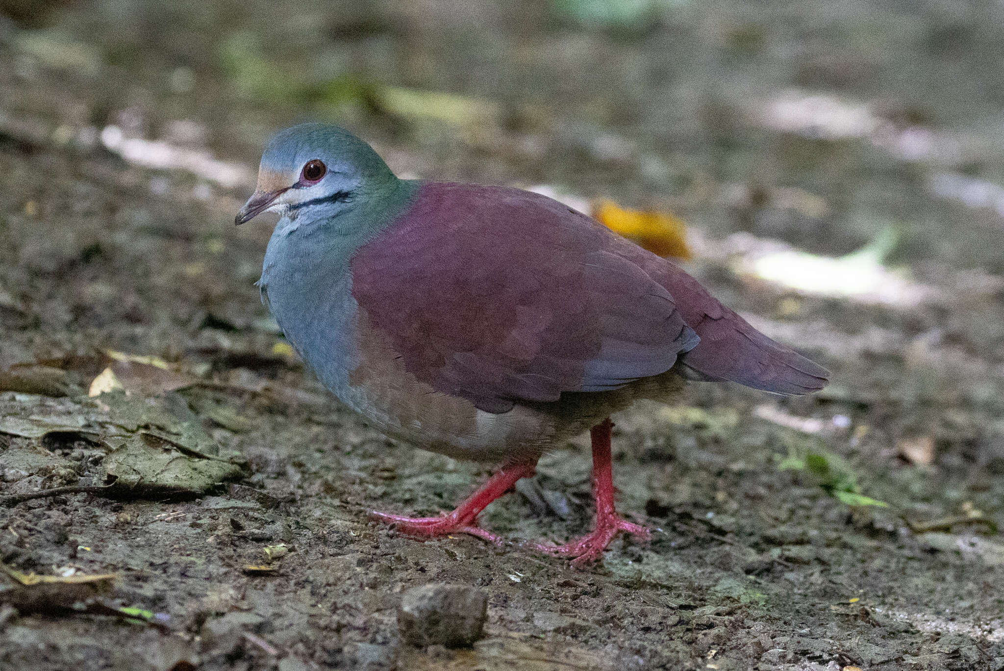 Image of Buff-fronted Quail-Dove