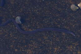 Image of bootlace worm