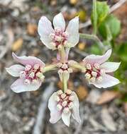 Image of Xanthosia rotundifolia DC.