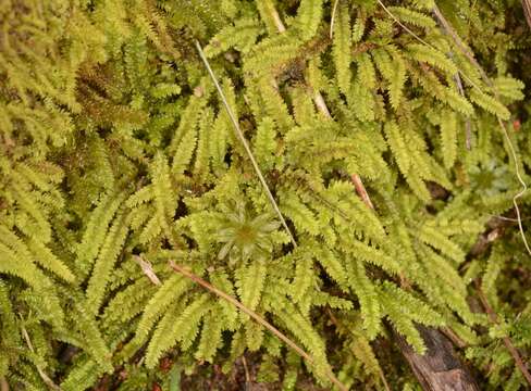 Image of Racopilum cuspidigerum var. convolutaceum (Müll. Hal.) Zanten & Dijkstra