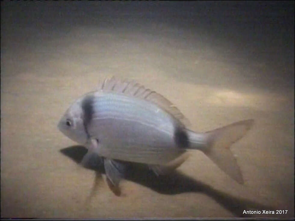 Image of Blacktail Bream