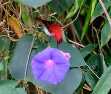 Image of Temminck's Sunbird