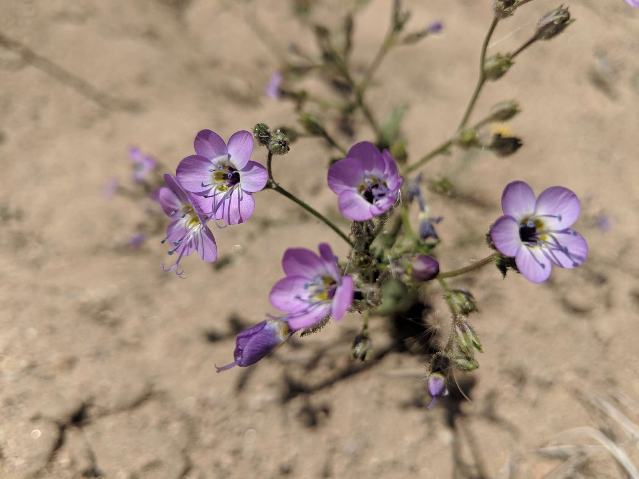 Image of Nevada gilia