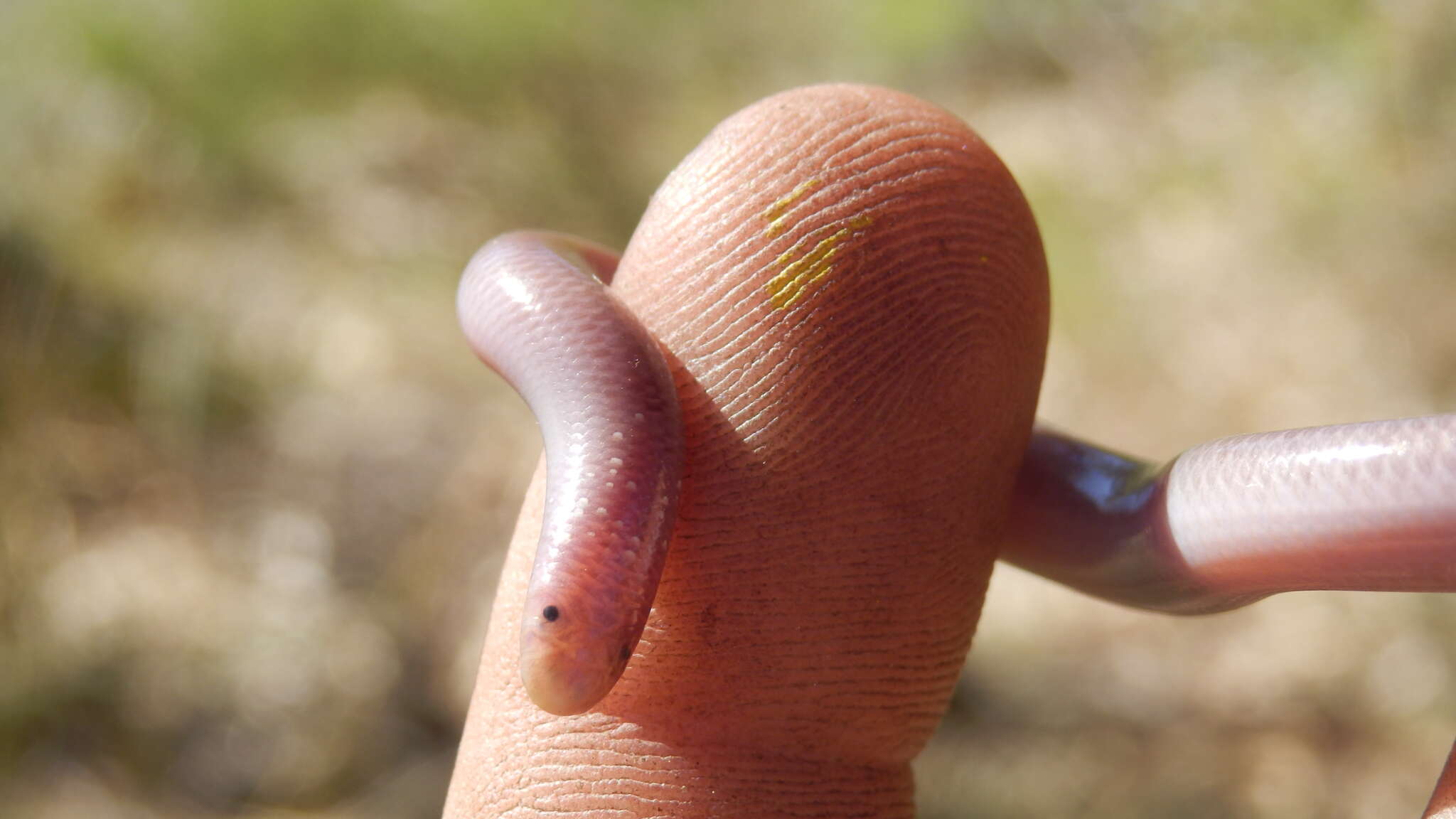 Image of Southern Blind Snake