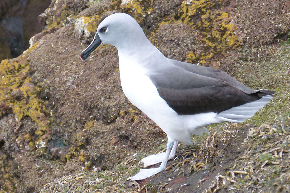 Image of Grey-headed Albatross