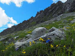 Gentiana ligustica R. de Vilmorin & Chopinet的圖片