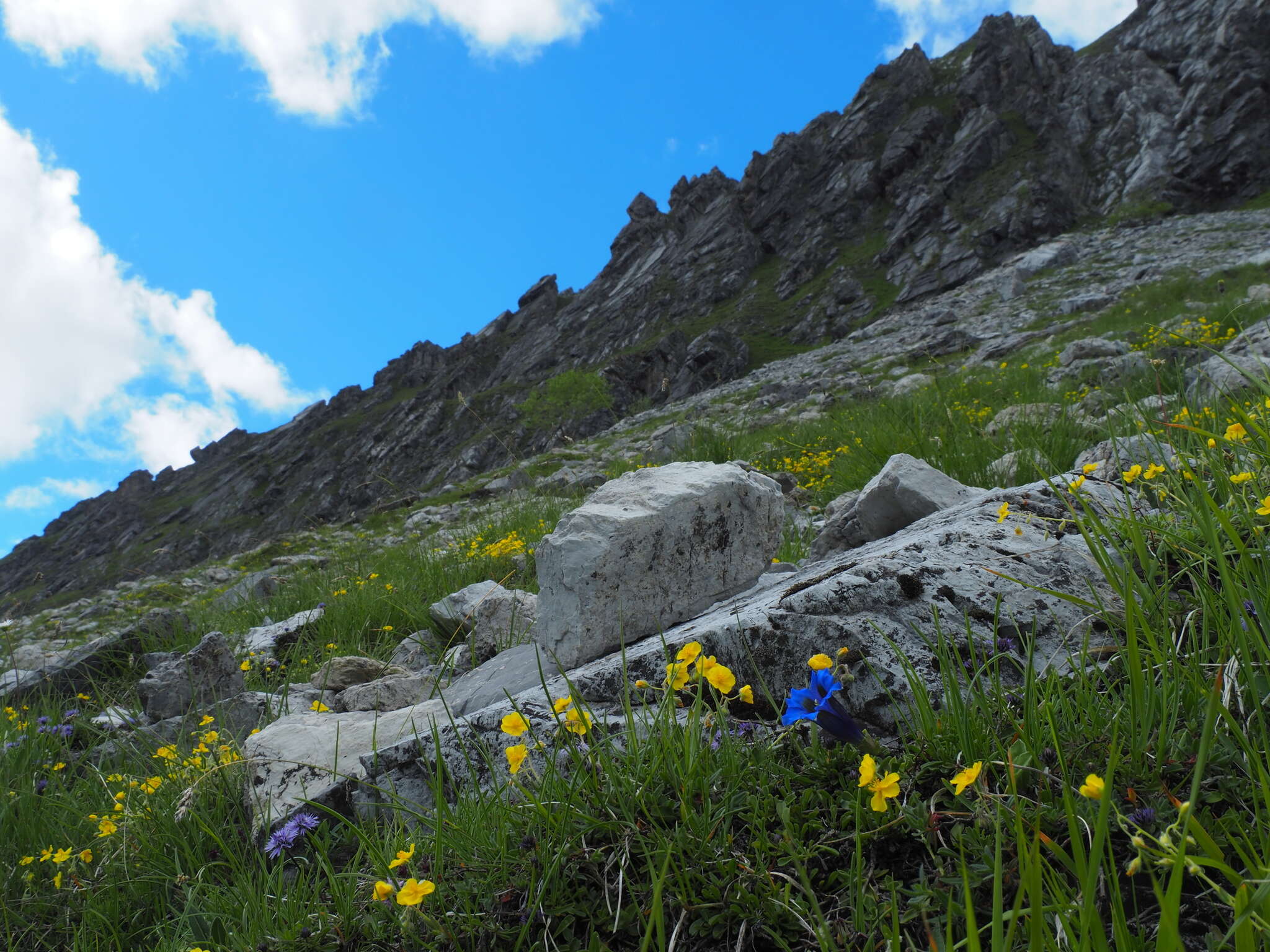 Gentiana ligustica R. de Vilmorin & Chopinet的圖片