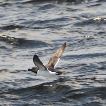 Image of Lesser auk