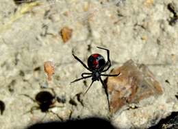 Latrodectus mirabilis (Holmberg 1876)的圖片