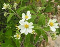 Image of Montanoa leucantha (Lag. & Segura) S. F. Blake