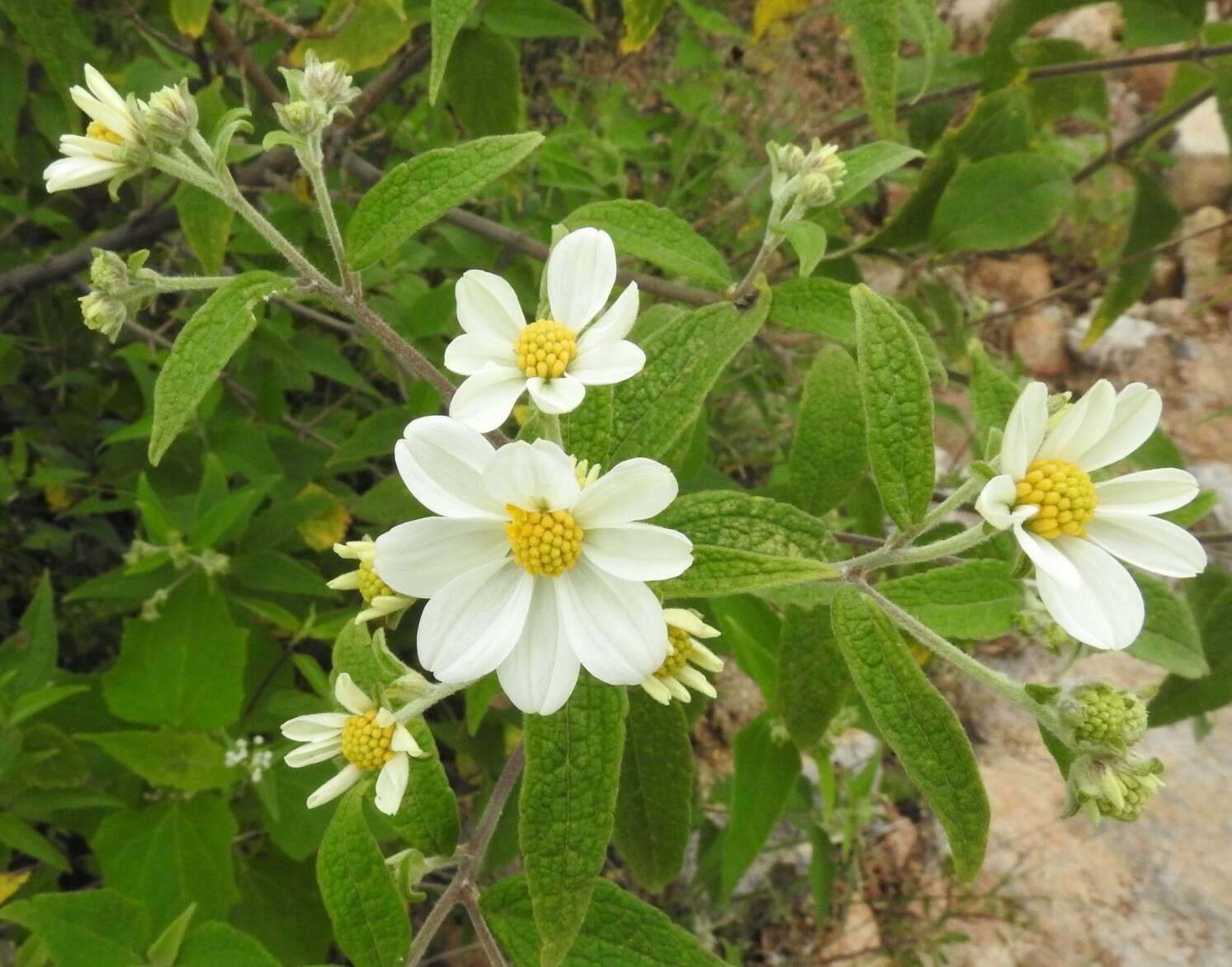 Image of Montanoa leucantha (Lag. & Segura) S. F. Blake