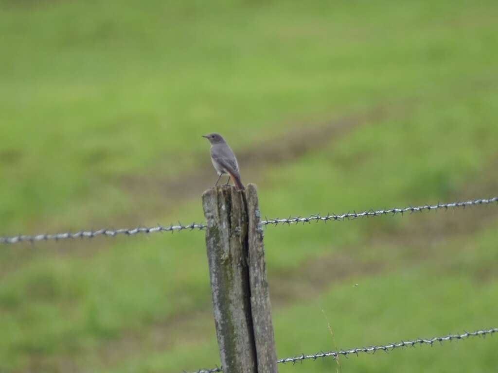 Image of Black Redstart