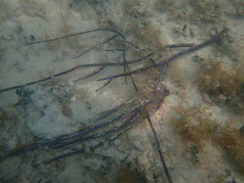 Image of angular sea whip