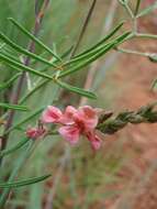 Image de Indigofera confusa Prain & Baker fil.