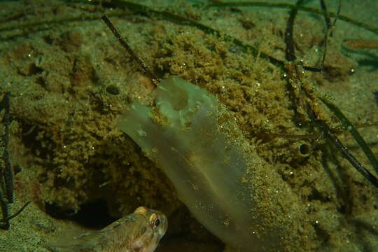 Image of Tunicate