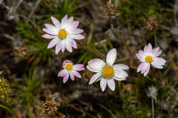 Image of Lawrencella rosea Lindl.