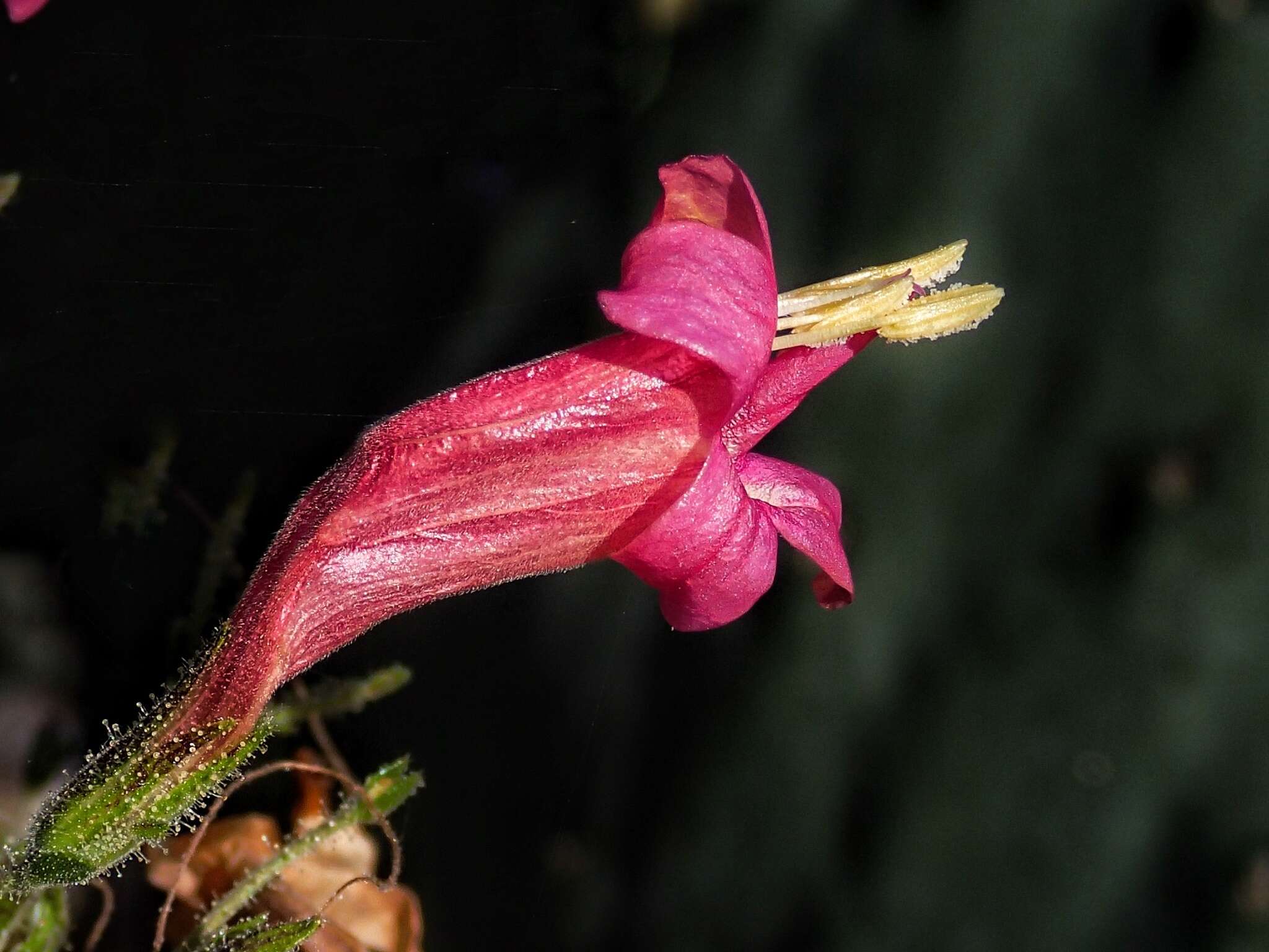 Image of Ruellia floribunda Hook.