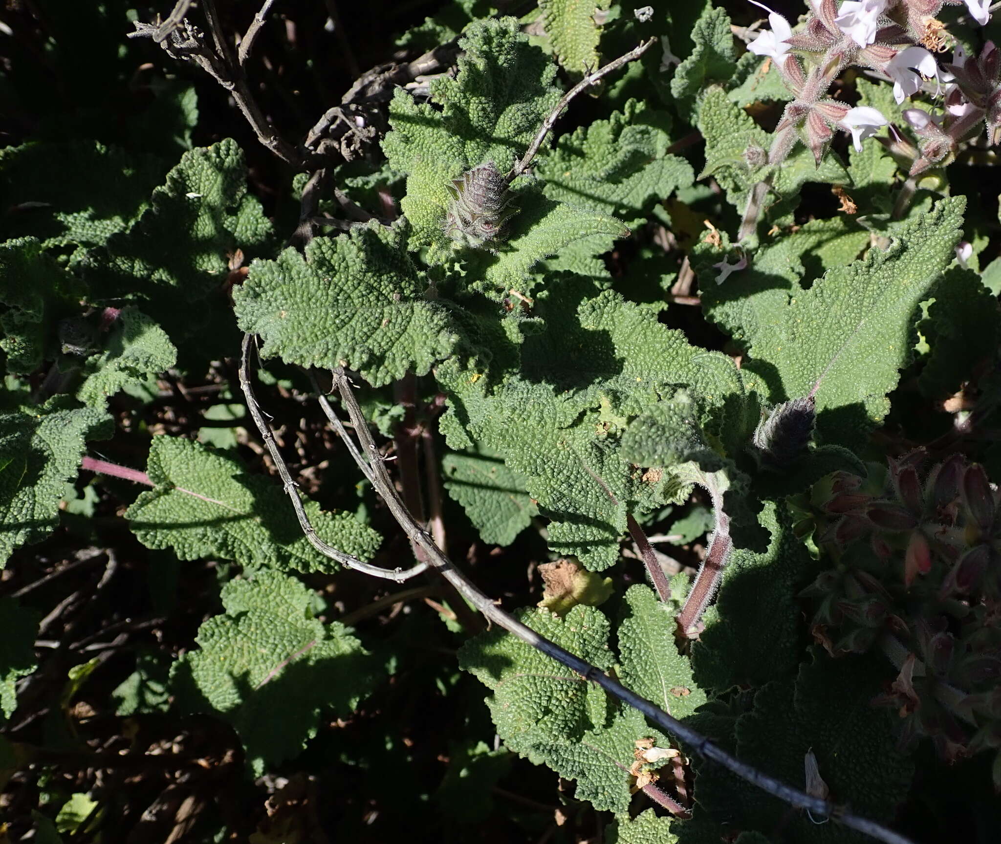 Image of Large blue sage