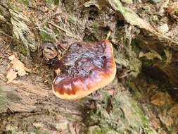 Image of Ganoderma carnosum Pat. 1889