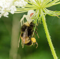 Imagem de Bombus terricola Kirby 1837