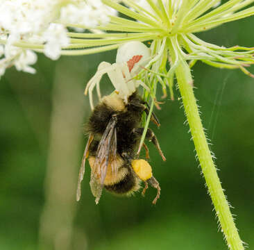 Image of Yellow-banded Bumblebee