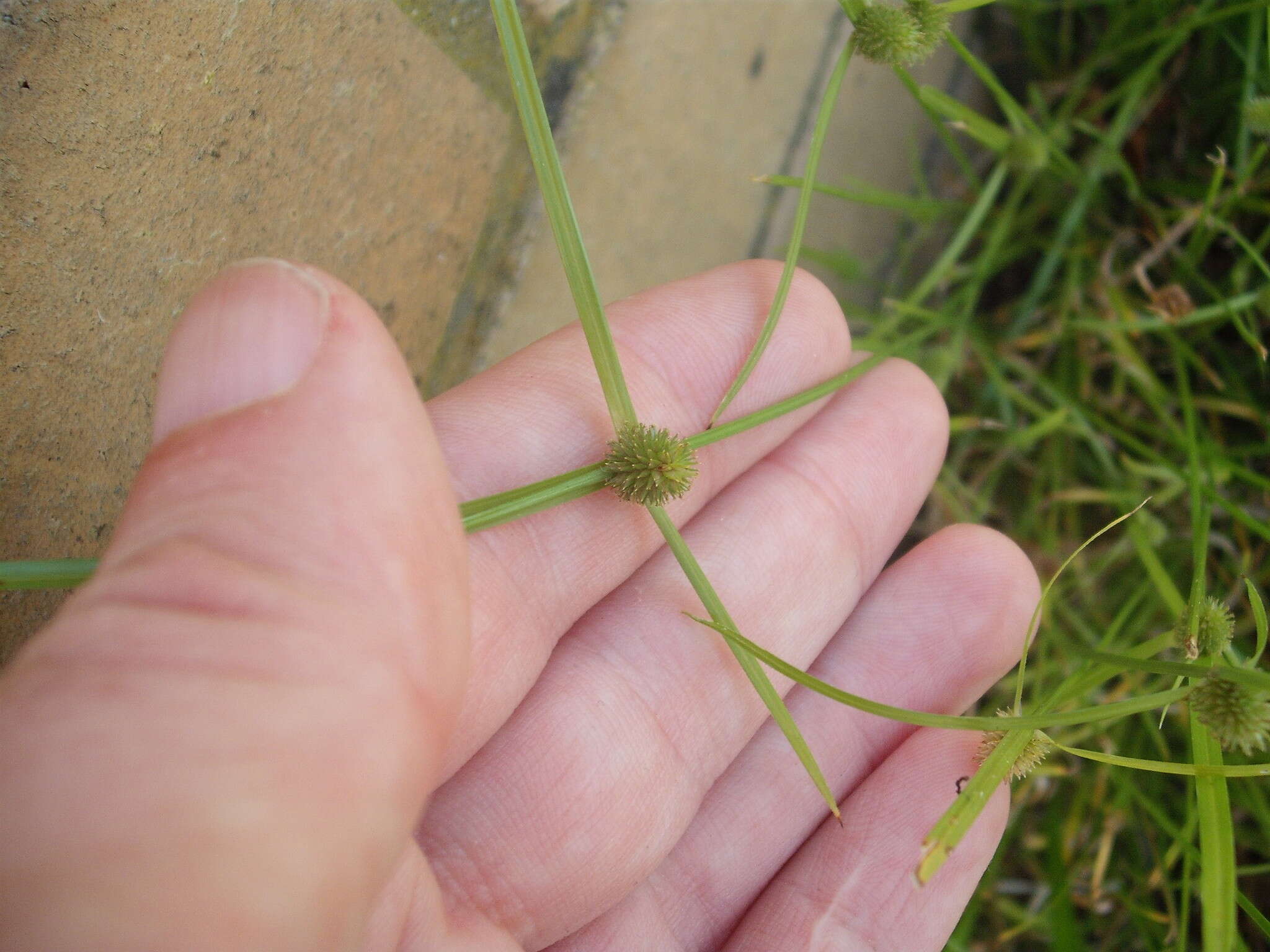 Слика од Cyperus brevifolius (Rottb.) Hassk.