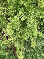 Image of Fish-Tail Sword Fern