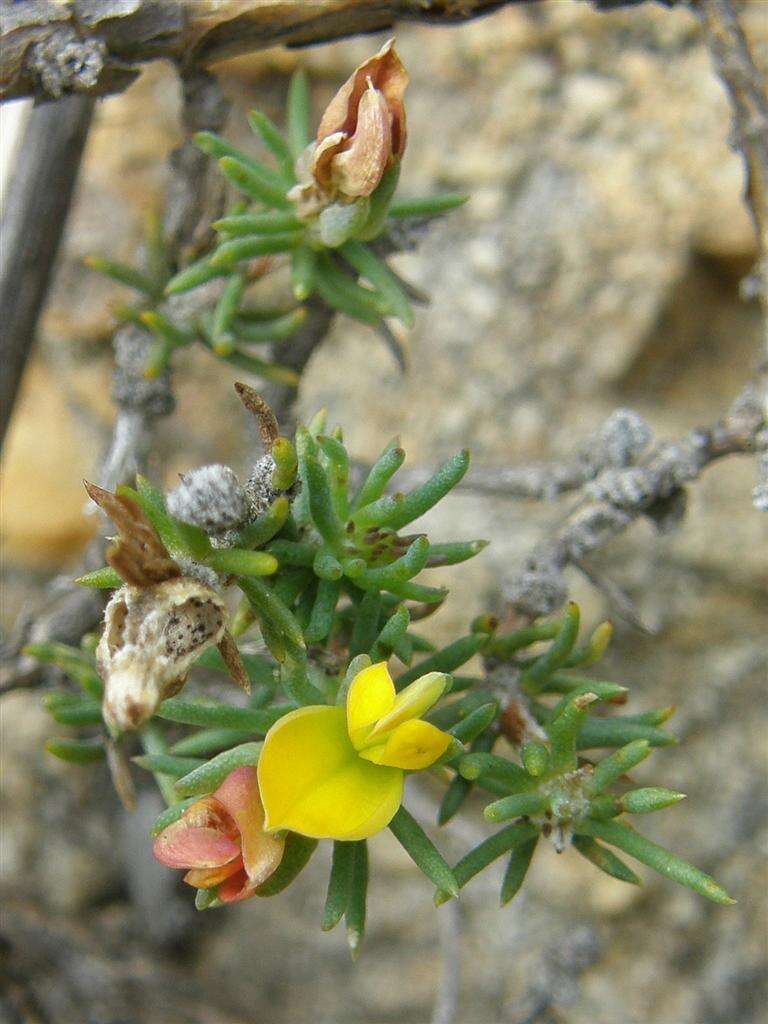 Слика од Aspalathus juniperina subsp. juniperina