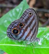 Image of Magneuptychia tricolor Hewitson 1850