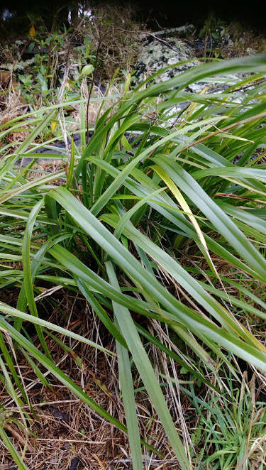 Image of Dianella latissima Heenan & de Lange