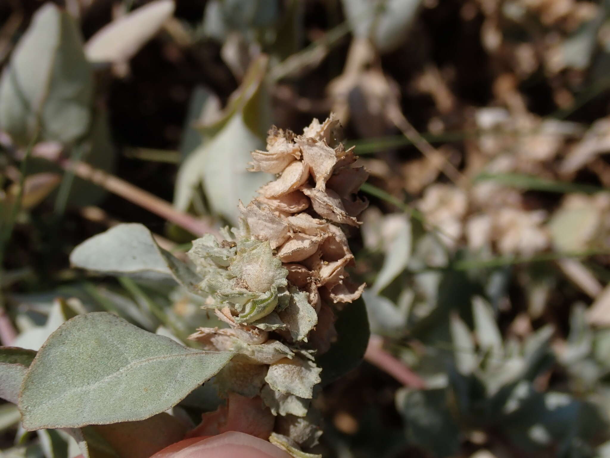 Image of Maximowicz's saltbush