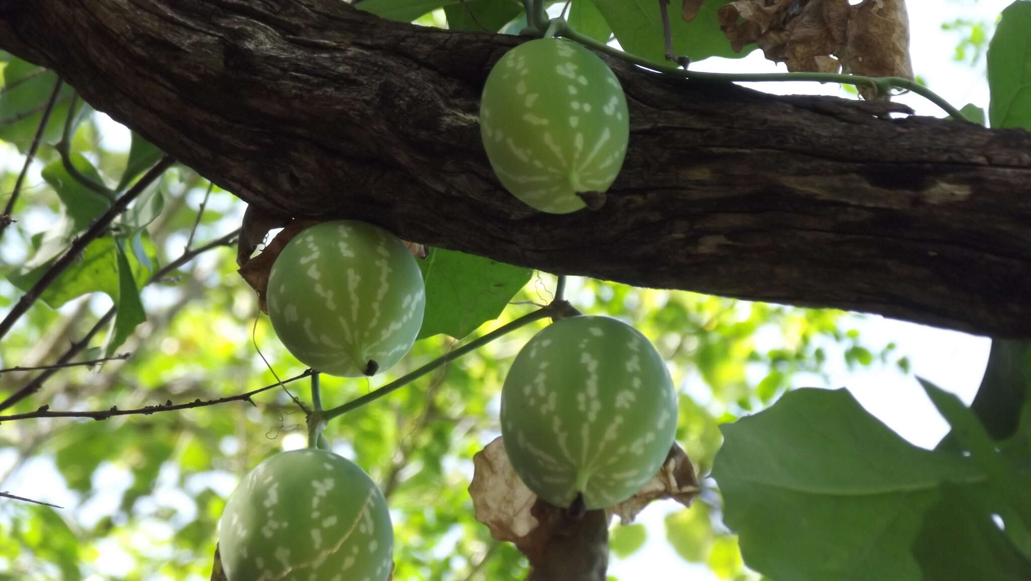 Image of Ibervillea sonorae (S. Wats.) Greene