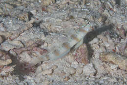 Image of Arcfin shrimpgoby