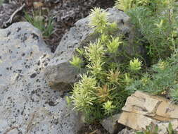 Image of deer Indian paintbrush