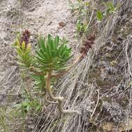 Image of Echeveria quitensis (Kunth) Lindley