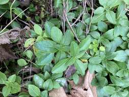 Image of Ozark calamint