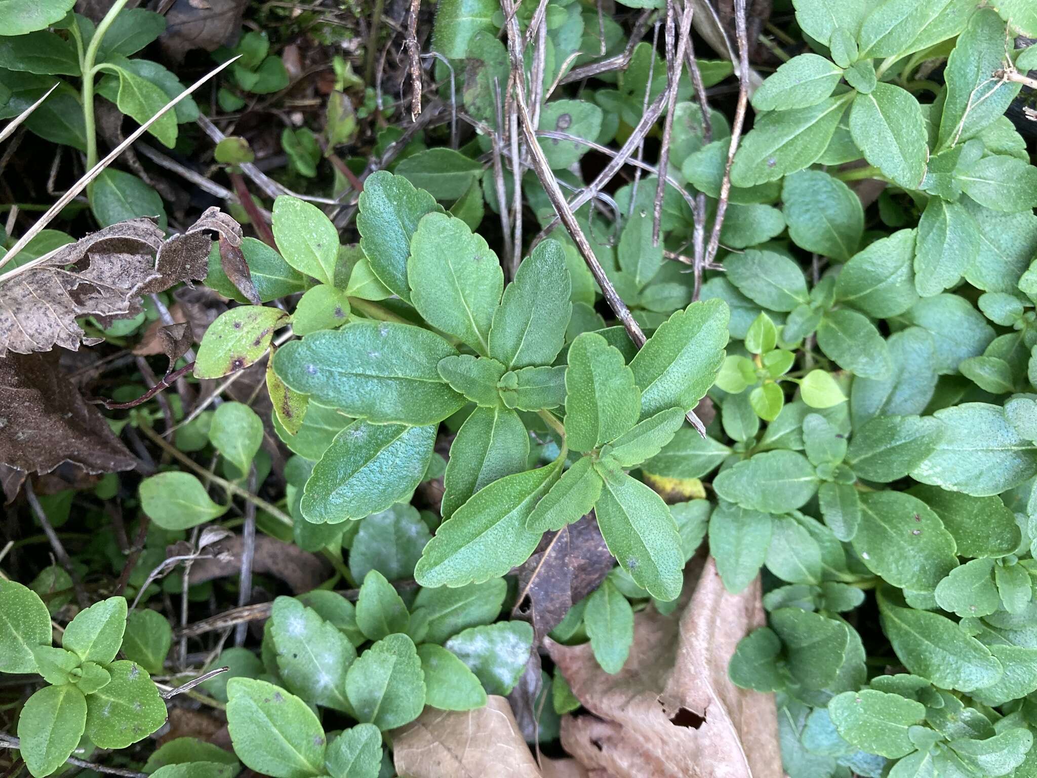 Clinopodium glabellum (Michx.) Kuntze的圖片