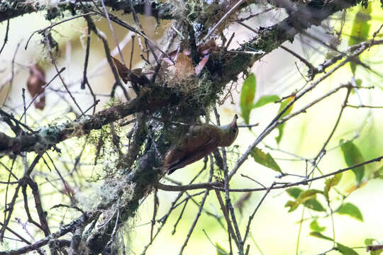 Margarornis rubiginosus Lawrence 1865的圖片