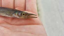 Image of Top minnow