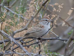 Peucaea carpalis Coues 1873的圖片