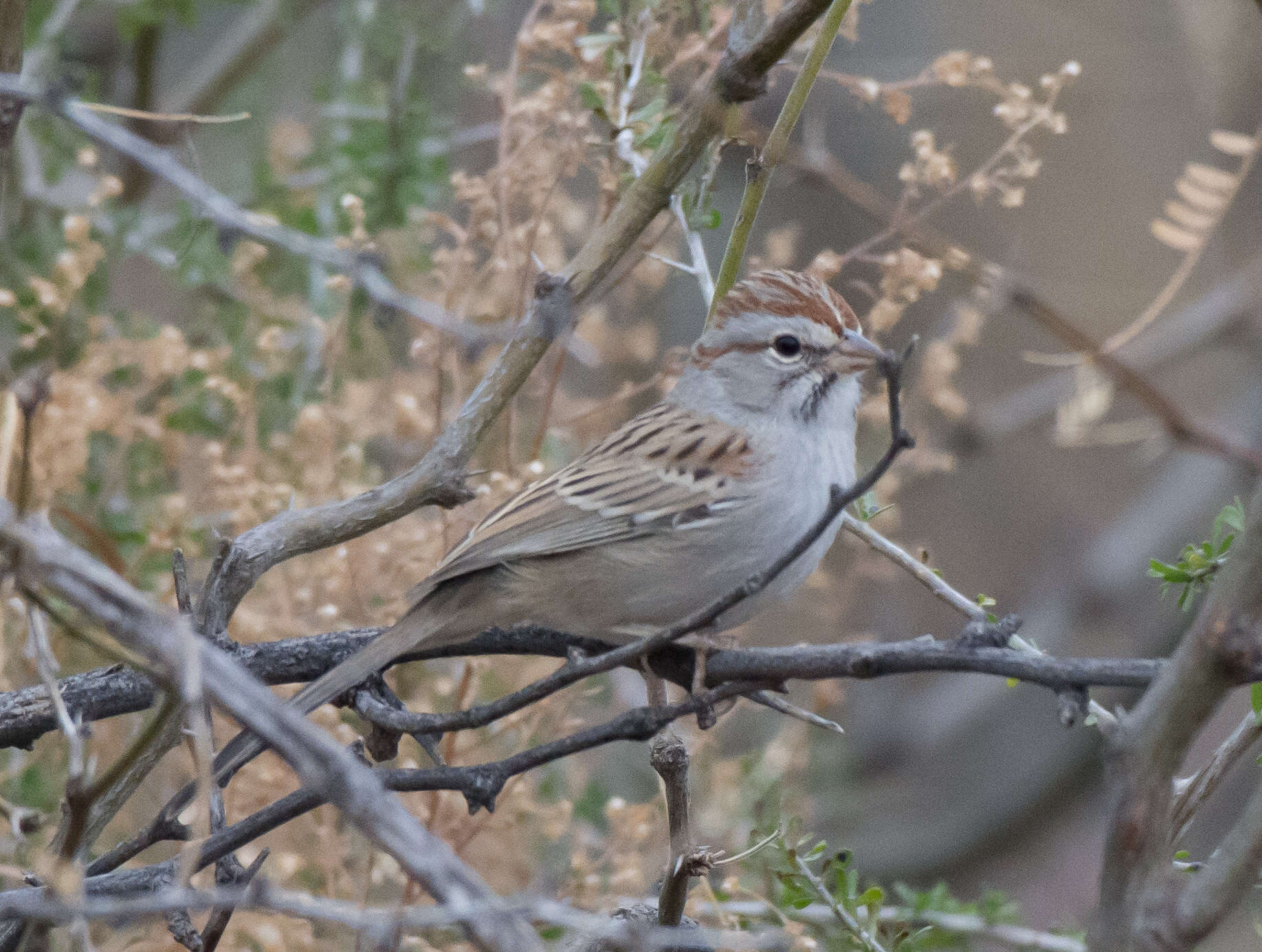 Peucaea carpalis Coues 1873的圖片