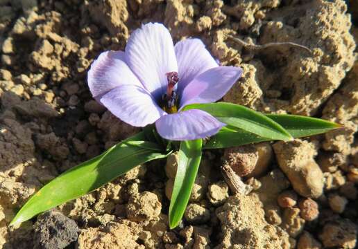 Image of Moraea versicolor (Salisb. ex Klatt) Goldblatt