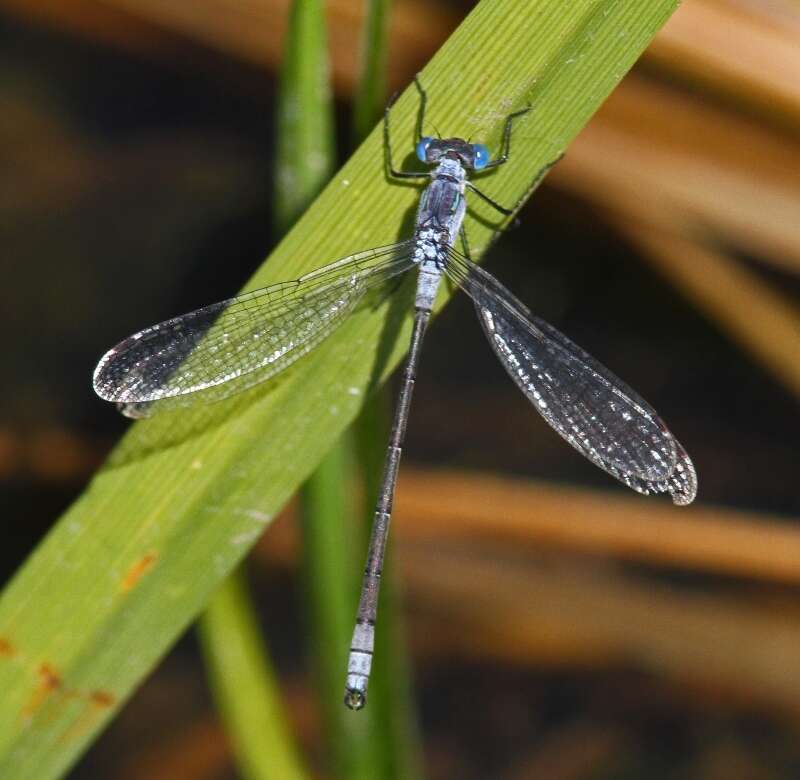 Image of Northern Spreadwing