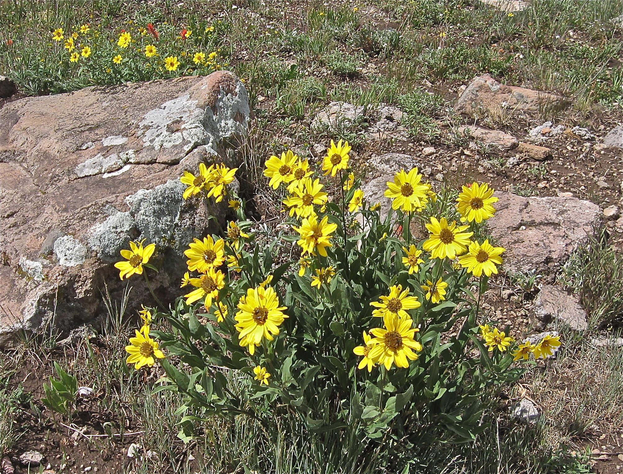 Sivun Helianthella uniflora (Nutt.) Torr. & A. Gray kuva