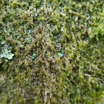 Image of Clam lichens