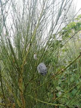 Слика од Cytisus striatus (Hill) Rothm.