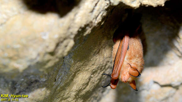 Image of <i>Myotis rufoniger</i>