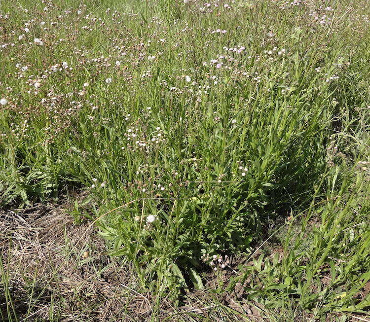 Image of <i>Senecio <i>polyodon</i></i> var. polyodon